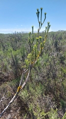 Leucadendron stellare