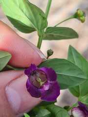 Angelonia campestris