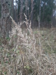 Calamagrostis epigejos