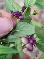 Angelonia campestris