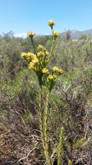 Leucadendron stellare