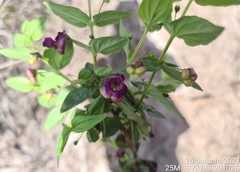 Angelonia campestris