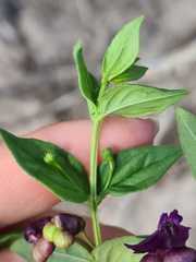 Angelonia campestris