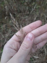 Calamagrostis epigejos