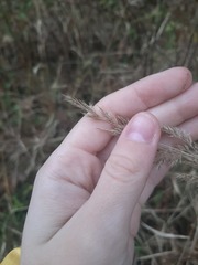 Calamagrostis epigejos