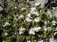 Polygala santacruzensis