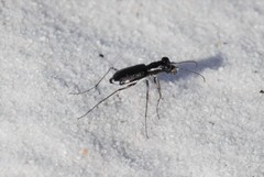 Cicindela scabrosa