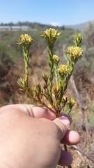 Leucadendron stellare