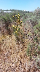 Leucadendron stellare