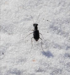 Cicindela scabrosa