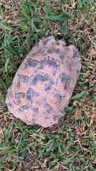 Testudo graeca