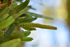 Microgramma mortoniana