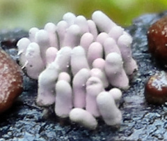 Arcyria stipata