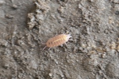 Androniscus dentiger