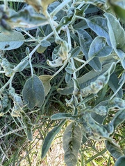 Nothanguina