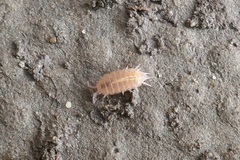 Androniscus dentiger