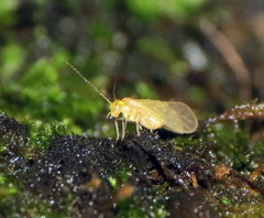 Xanthocaecilius sommermanae