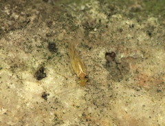 Xanthocaecilius sommermanae