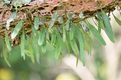 Microgramma mortoniana