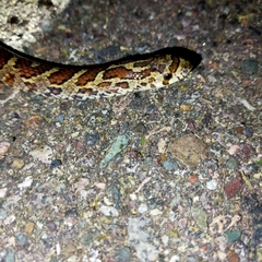 Pseudoficimia frontalis