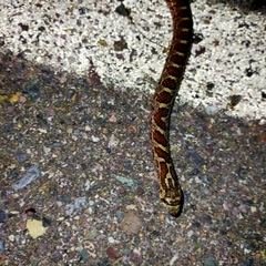 Pseudoficimia frontalis