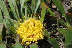 Leucospermum hypophyllocarpodendron