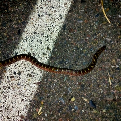 Pseudoficimia frontalis