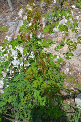 Erythrostemon mexicanus
