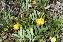 Leucospermum hypophyllocarpodendron