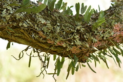 Microgramma mortoniana