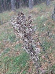 Solidago virgaurea