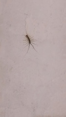 Scutigera coleoptrata