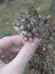 Solidago virgaurea