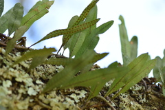 Microgramma mortoniana