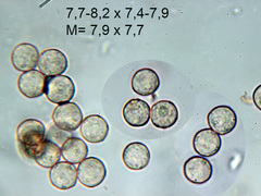 Arcyria stipata