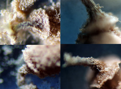 Arcyria stipata