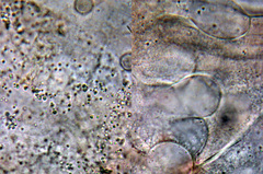 Arcyria stipata