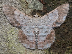 Pingasa rubimontana