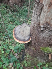 Fomitopsis pinicola
