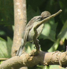 Nectarinia famosa famosa