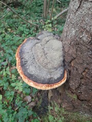 Fomitopsis pinicola