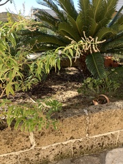 Xylocopa