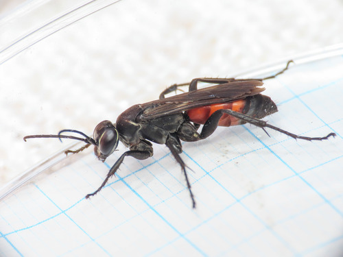 Representative image of Anospilus