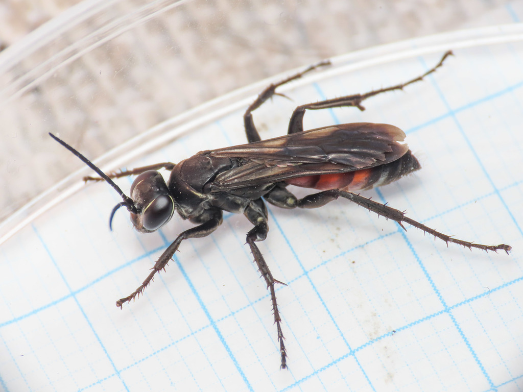 Anospilus orbitalis