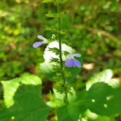 Salvia languidula