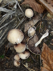 Psathyrella spintrigeroides
