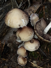 Psathyrella spintrigeroides