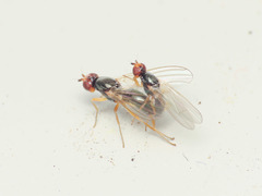 Chamaepsila nigricornis
