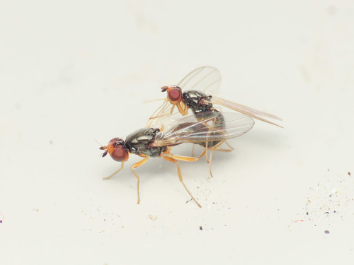 Psila nigricornis