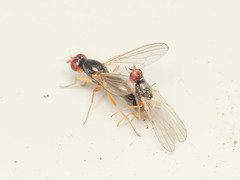 Chamaepsila nigricornis